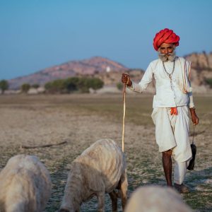 JAWAI INTO THE WILD : Village Tour with Nature Walk